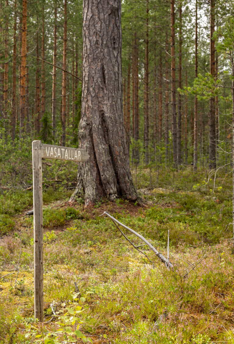 One of the giant pines in Backe