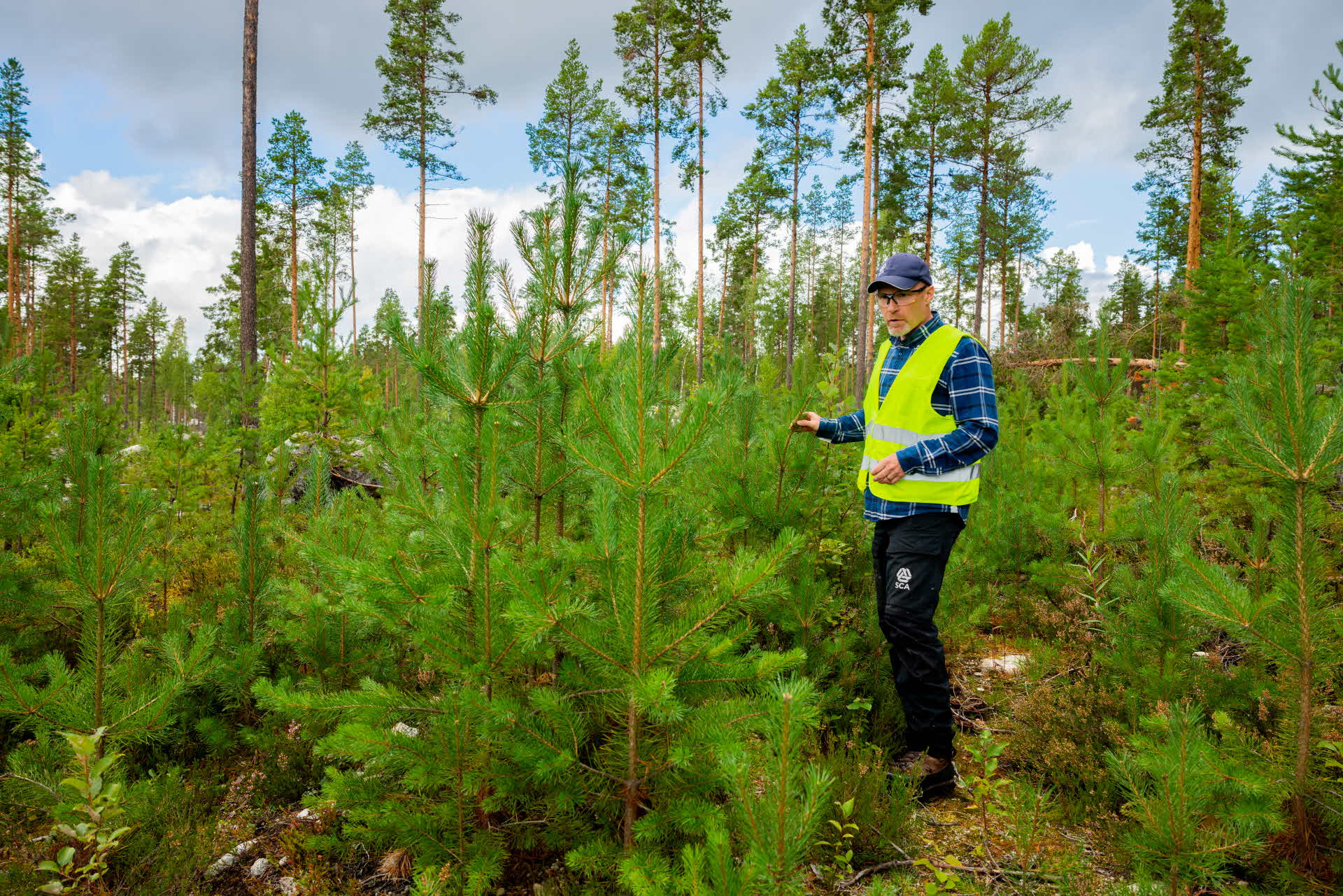 Naturlig föryngring av tall