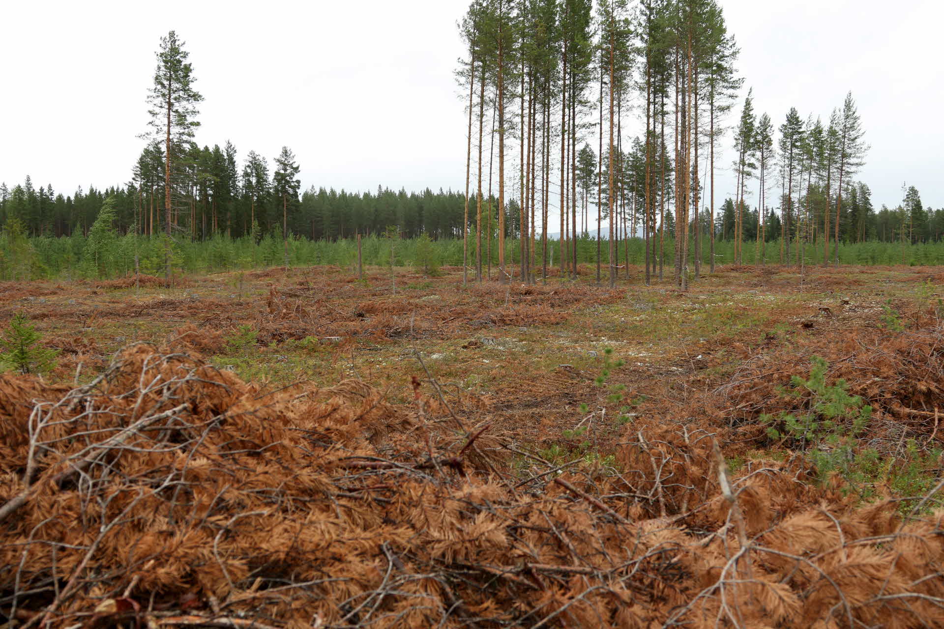 Föryngringsavverkad trakt med sparade trädgrupper