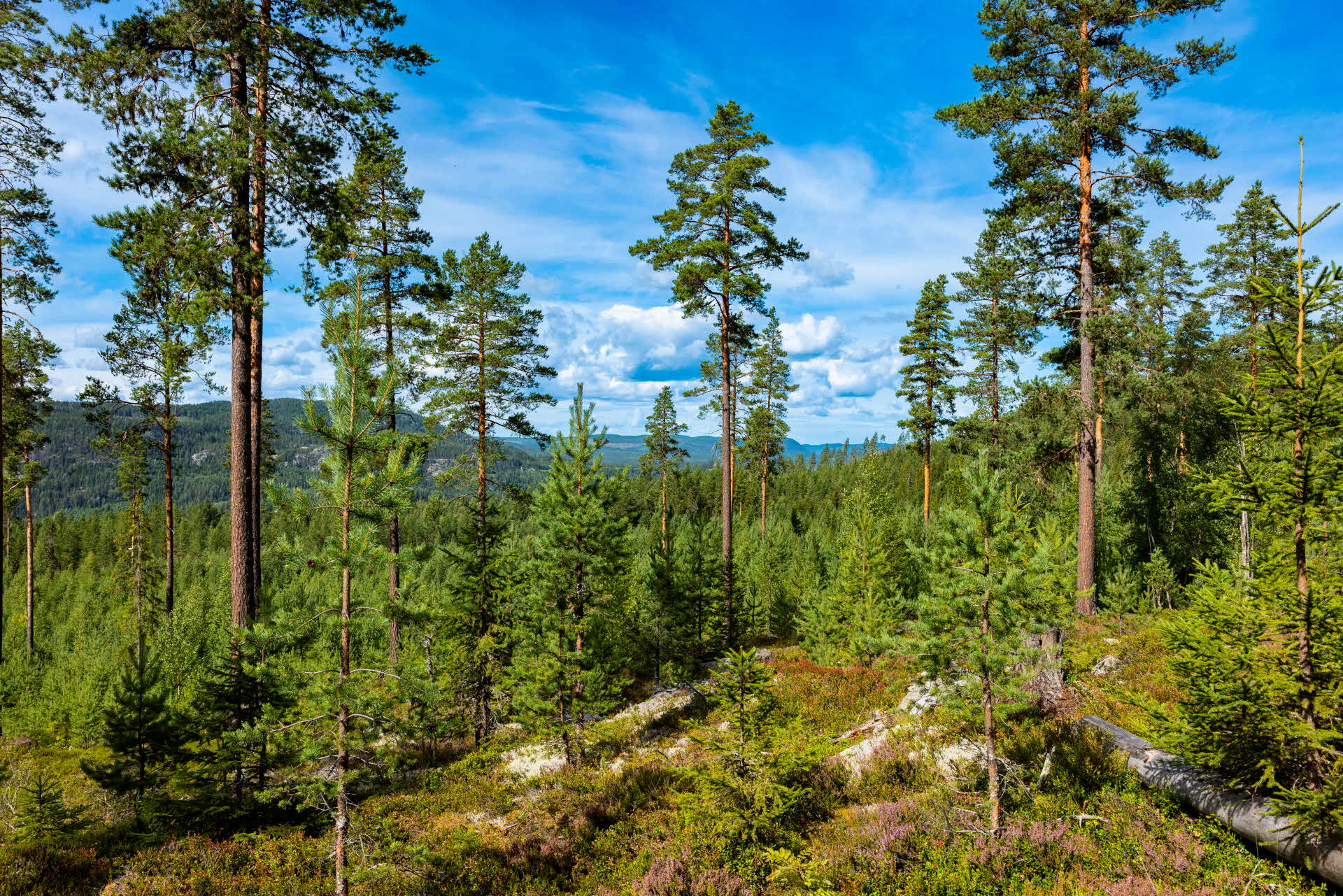  A view of a forest landscape.