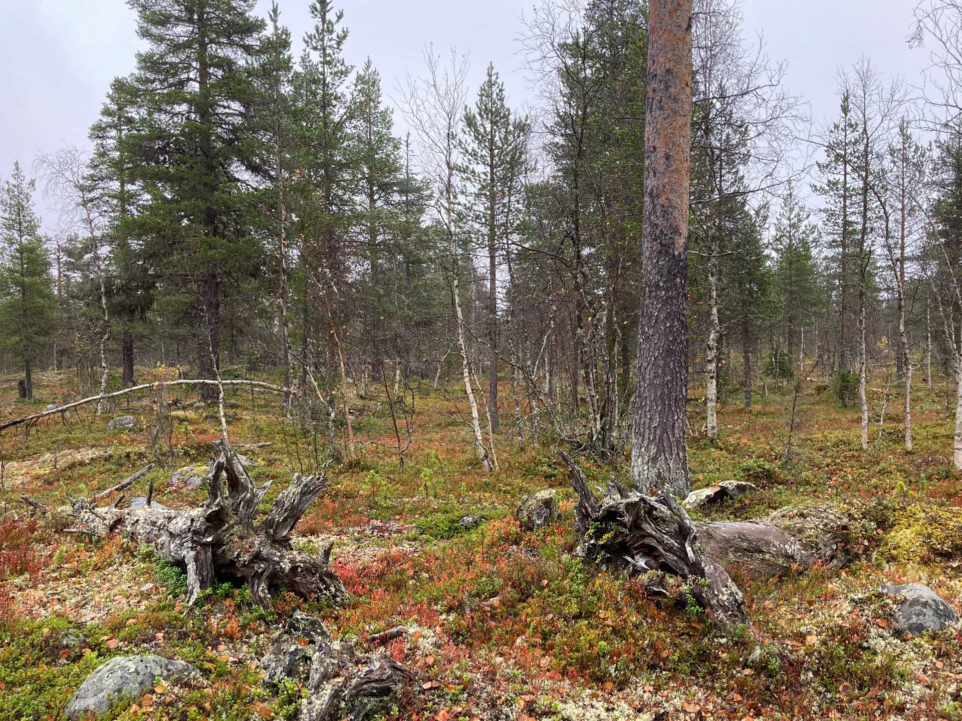 Årsmöte i Nietsak-Peltovaara mångfaldpark 