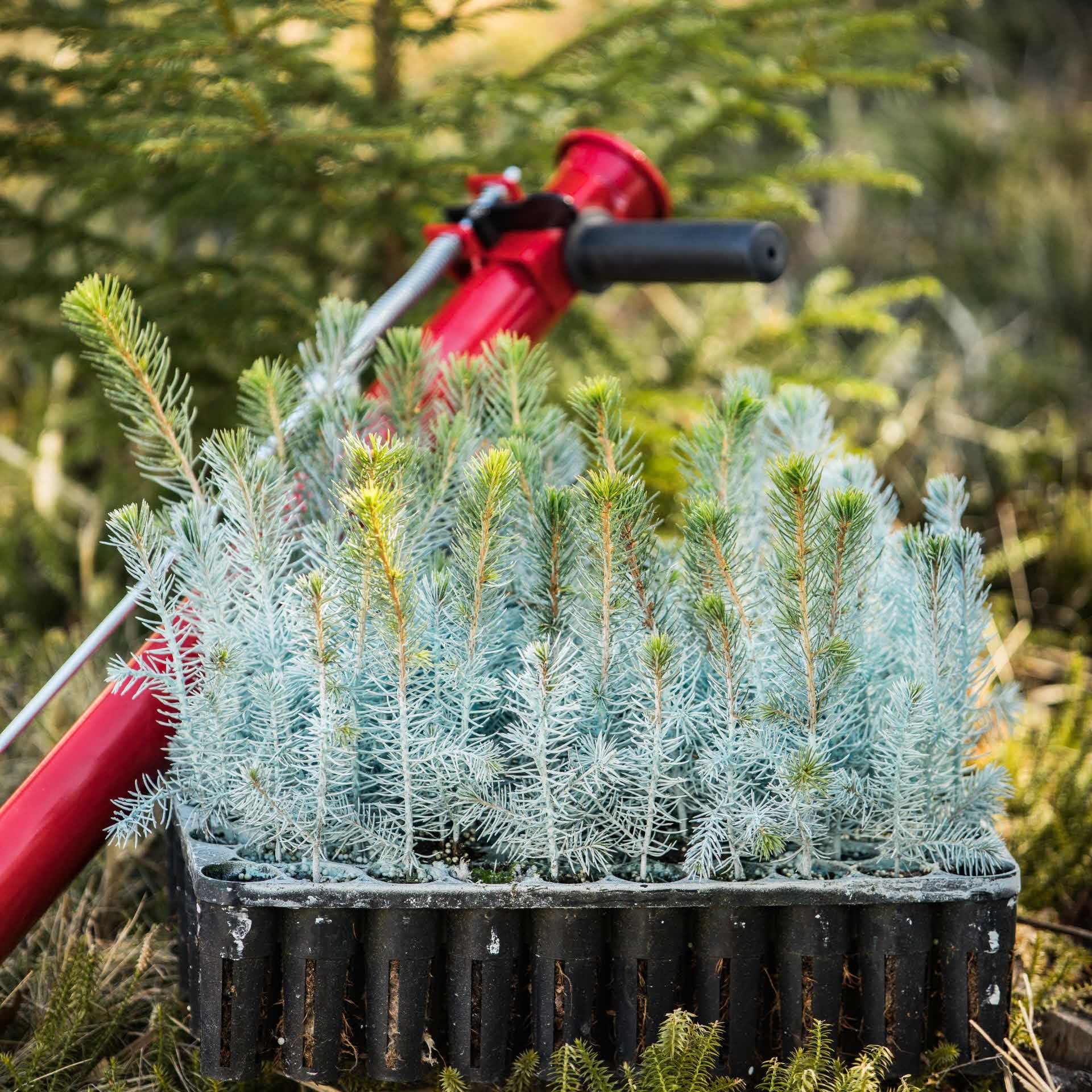 Plantor med Hylosafe