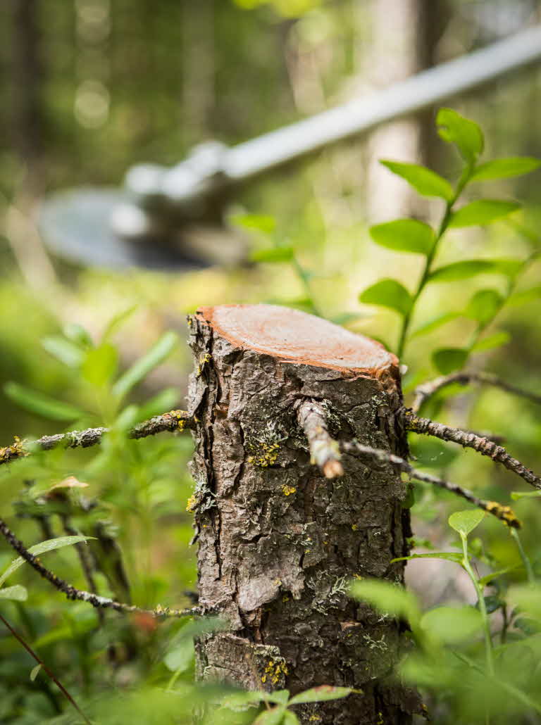 pre-commercial thinning