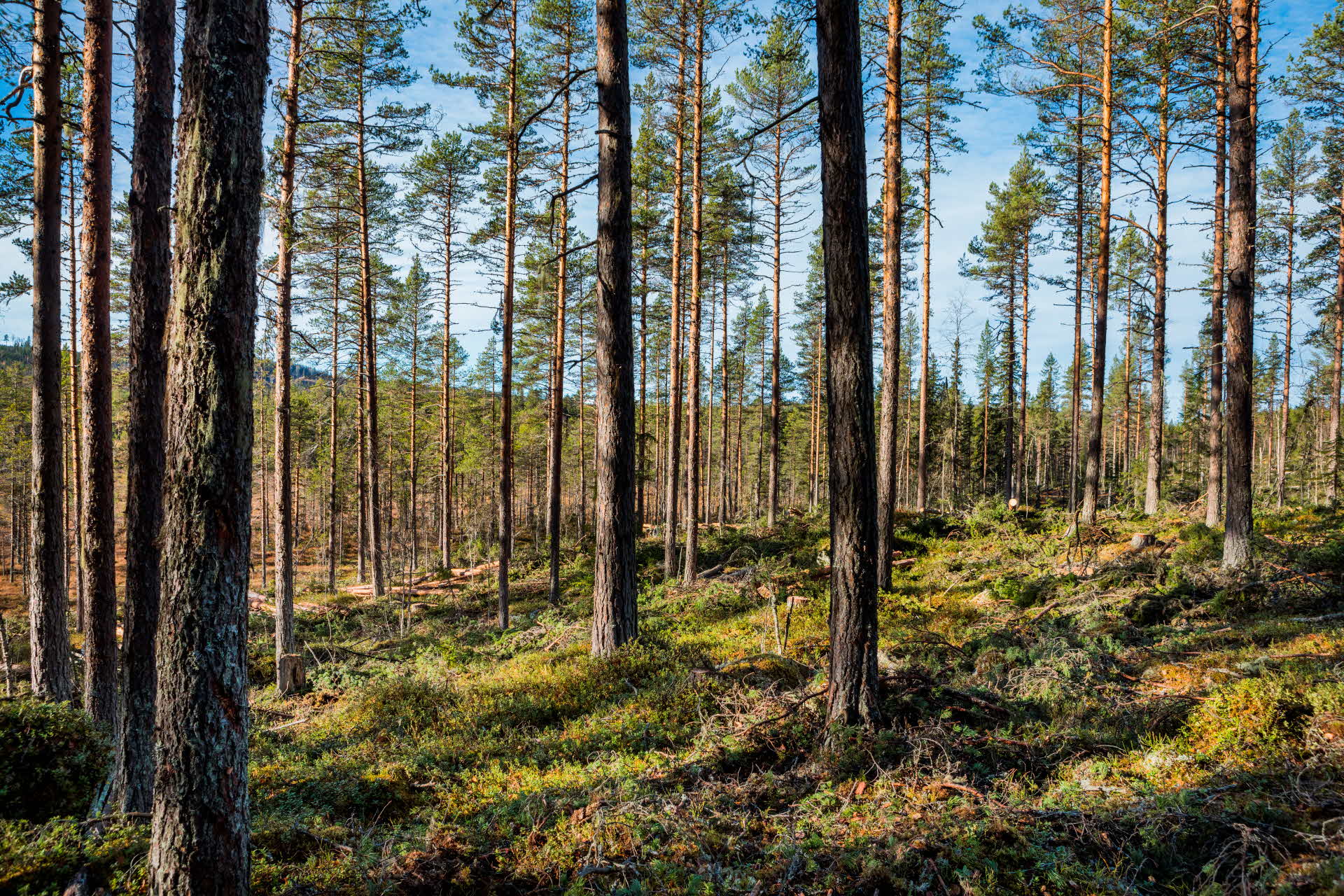 Gallrad skog