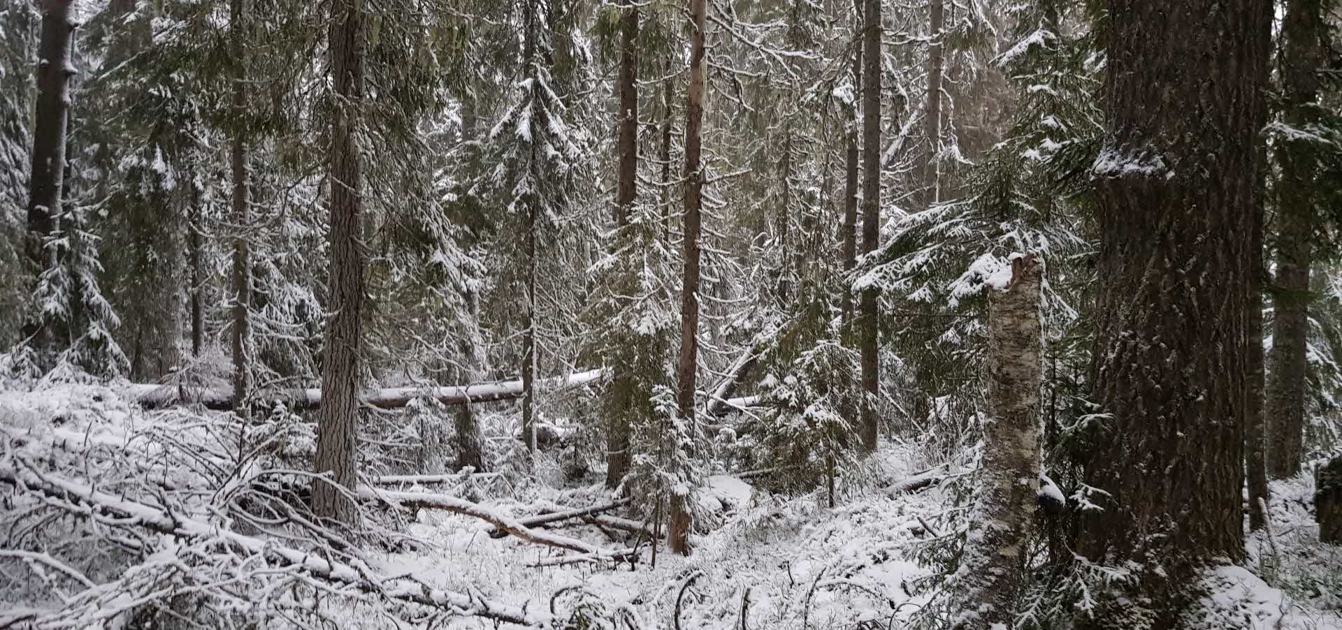 Orörd del i naturvårdsavverkning