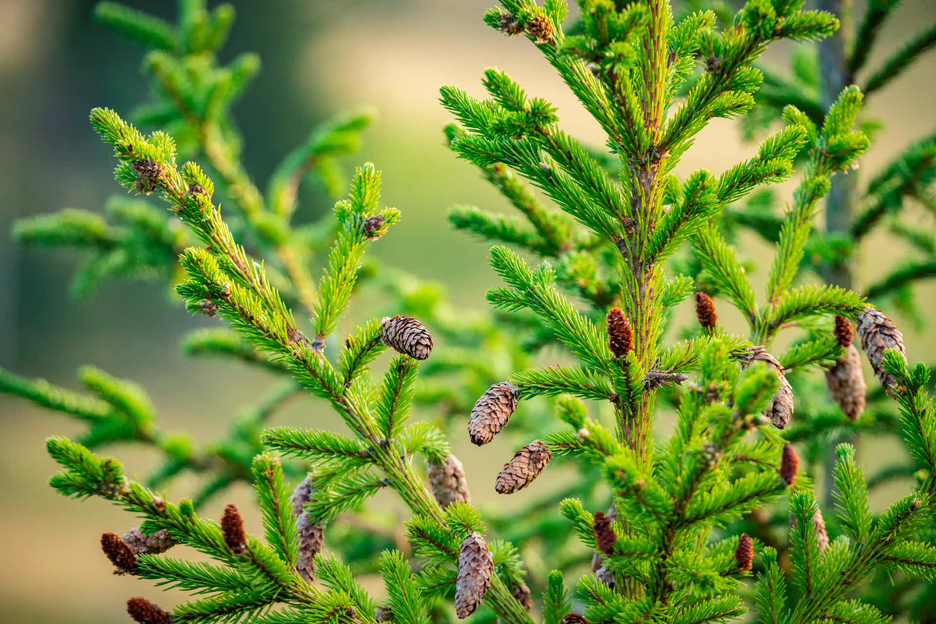 A spruce tree with cones.