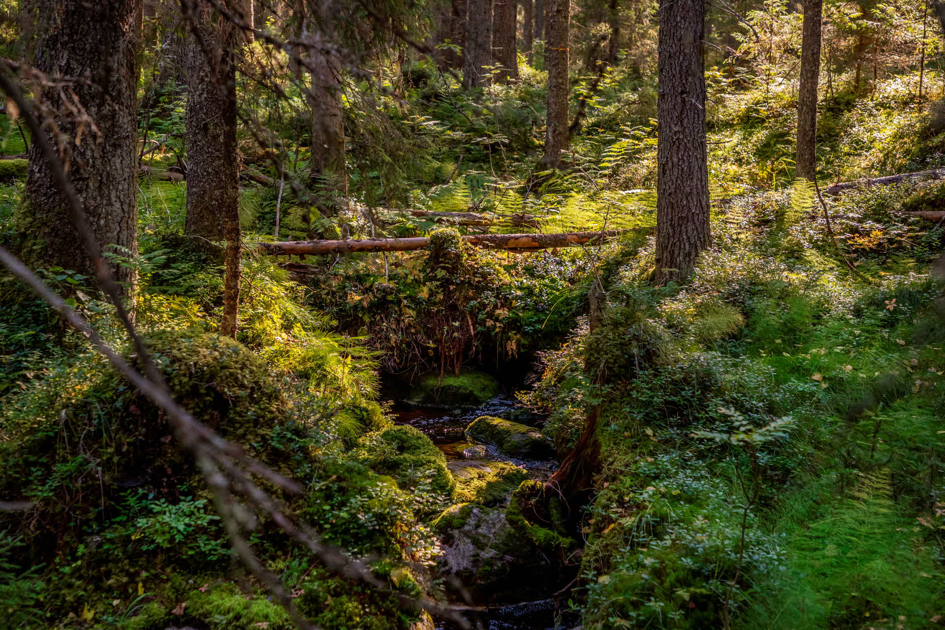 Skog med naturhänsyn