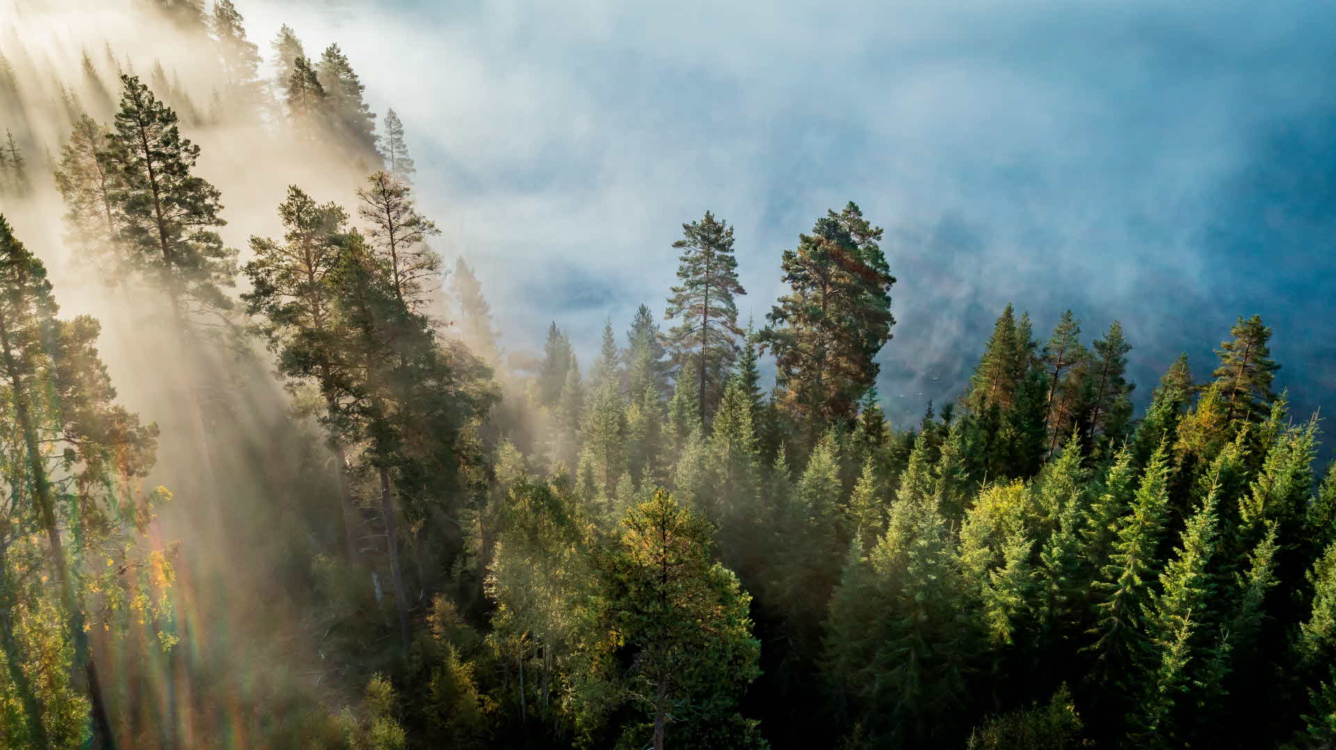 Drönarvy över skog i dimma.