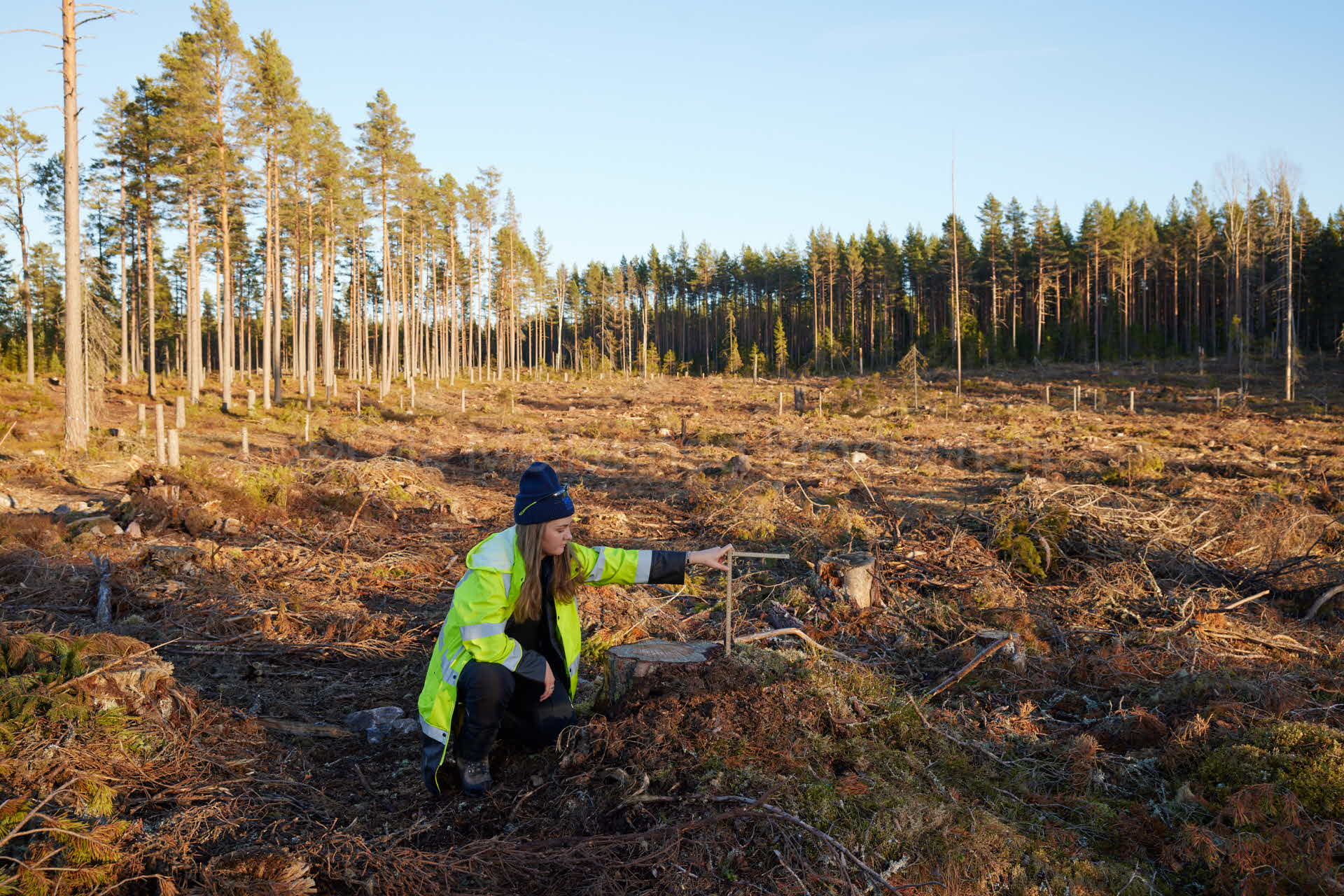 Rebecca Åslin, produktionsledare SCA. Kontrollmäter höjden på en stubbe på en avverkning.