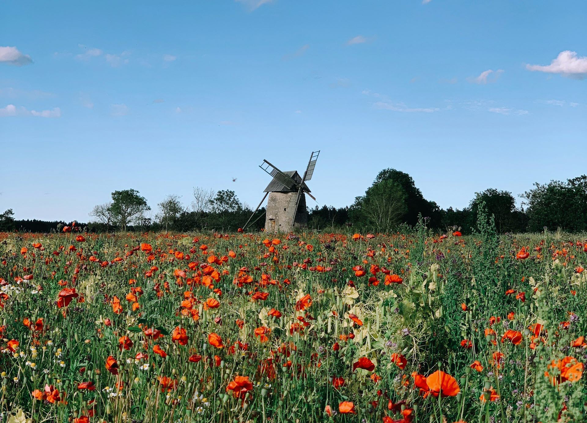 Solig sommaräng med röda blommor och en gammal väderkvarn. 