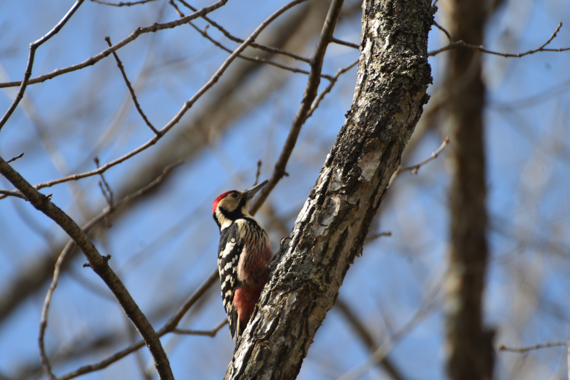 White-backed woodpeckers nesting on SCA’s land
