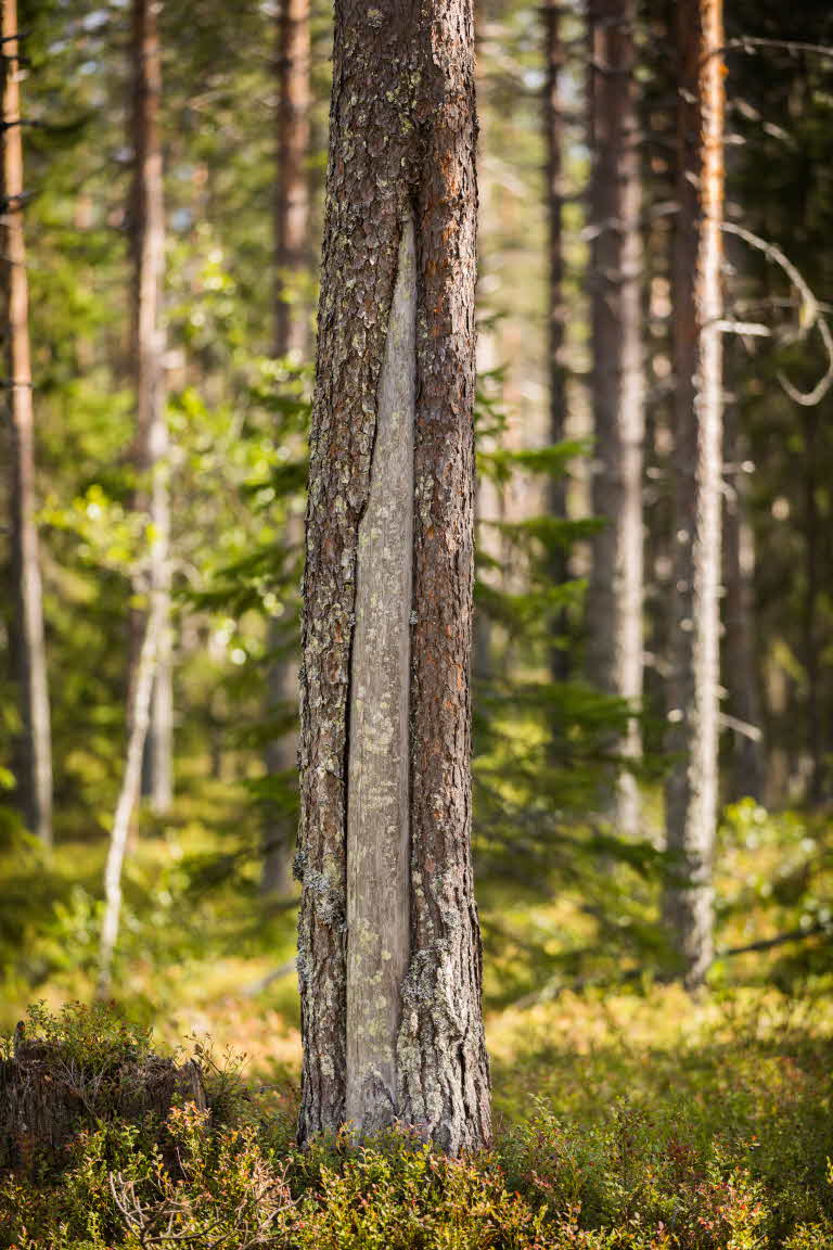 a pine with fire scar
