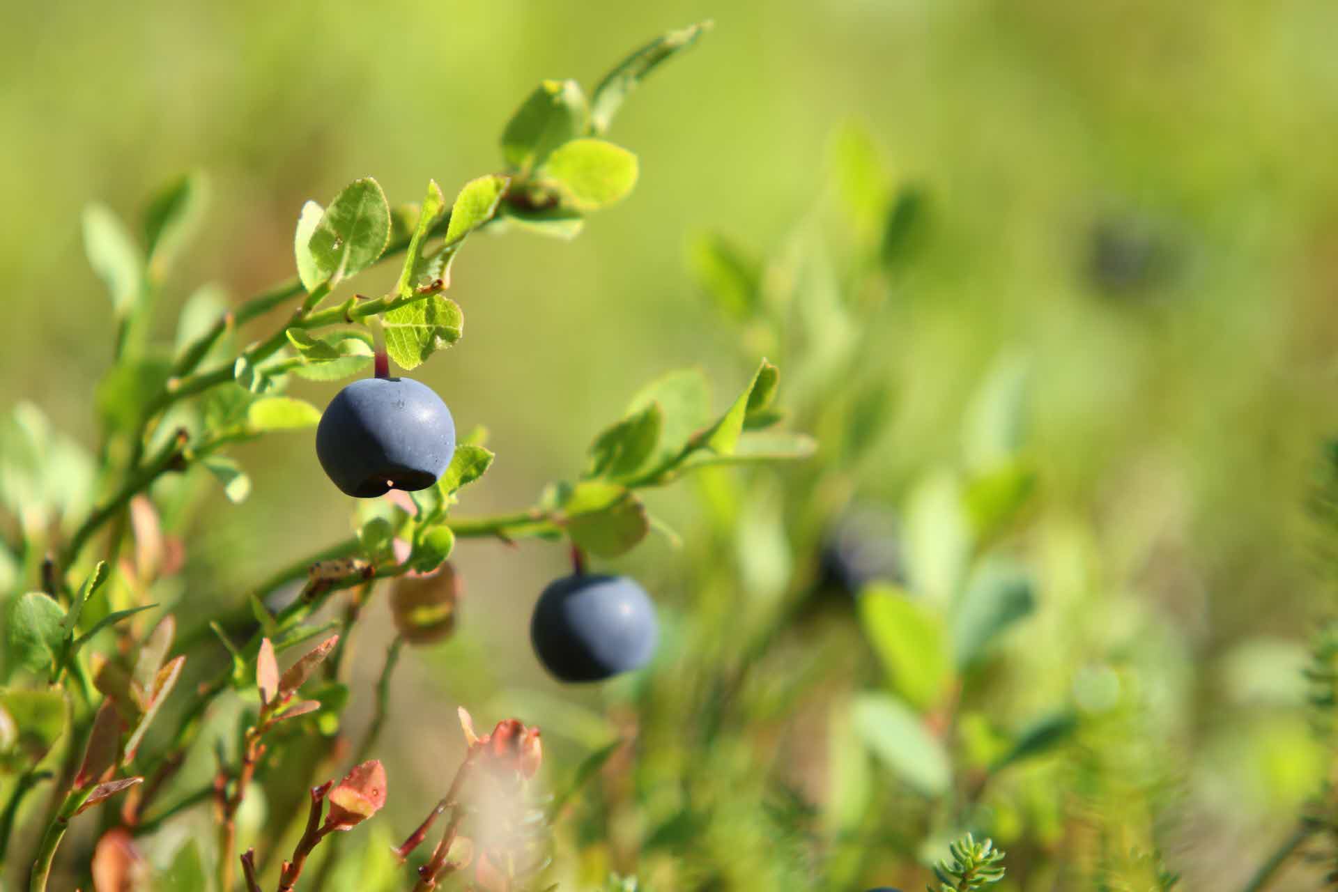 Blueberrys in the forest.