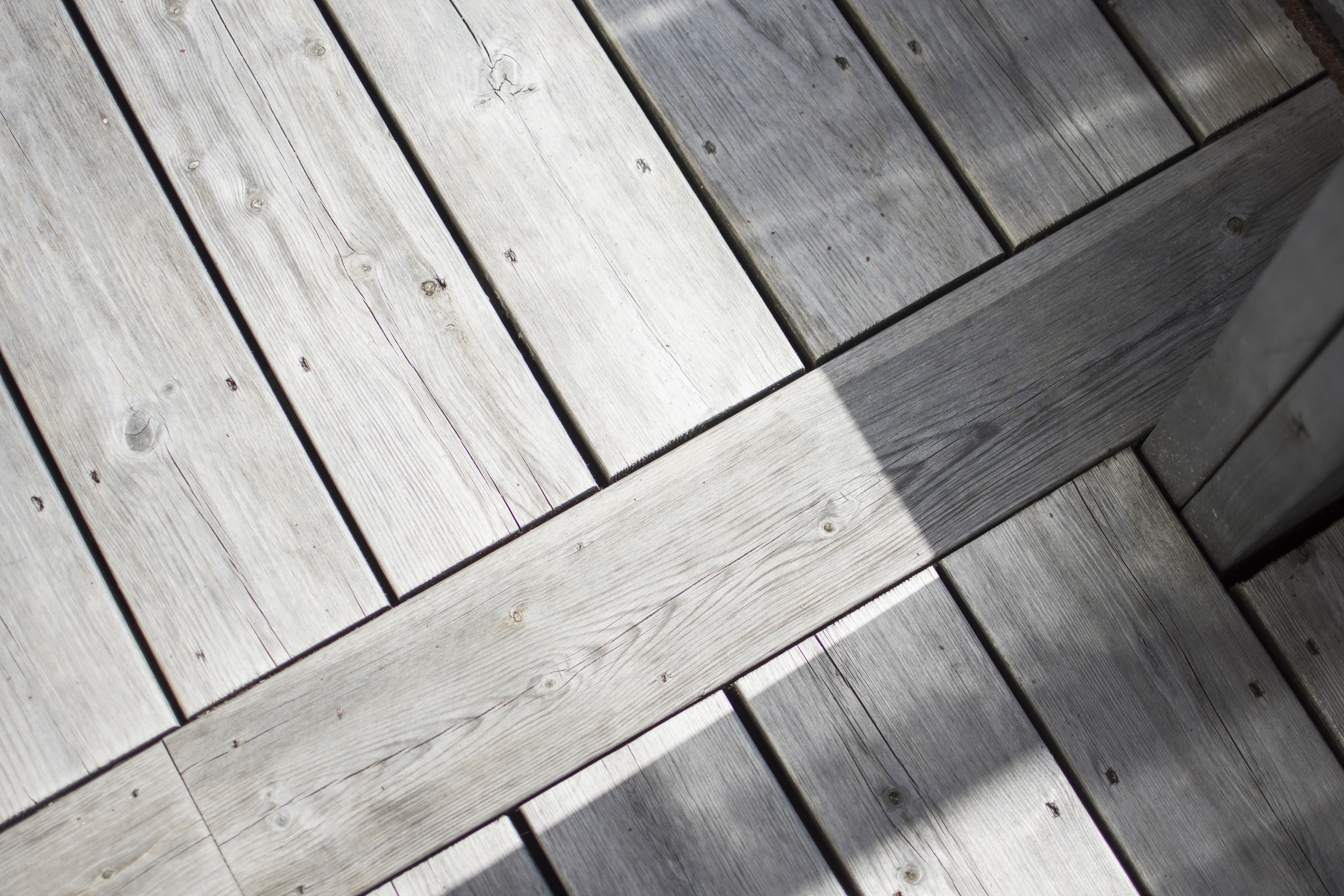 Närbild på en kärnfurutrall.