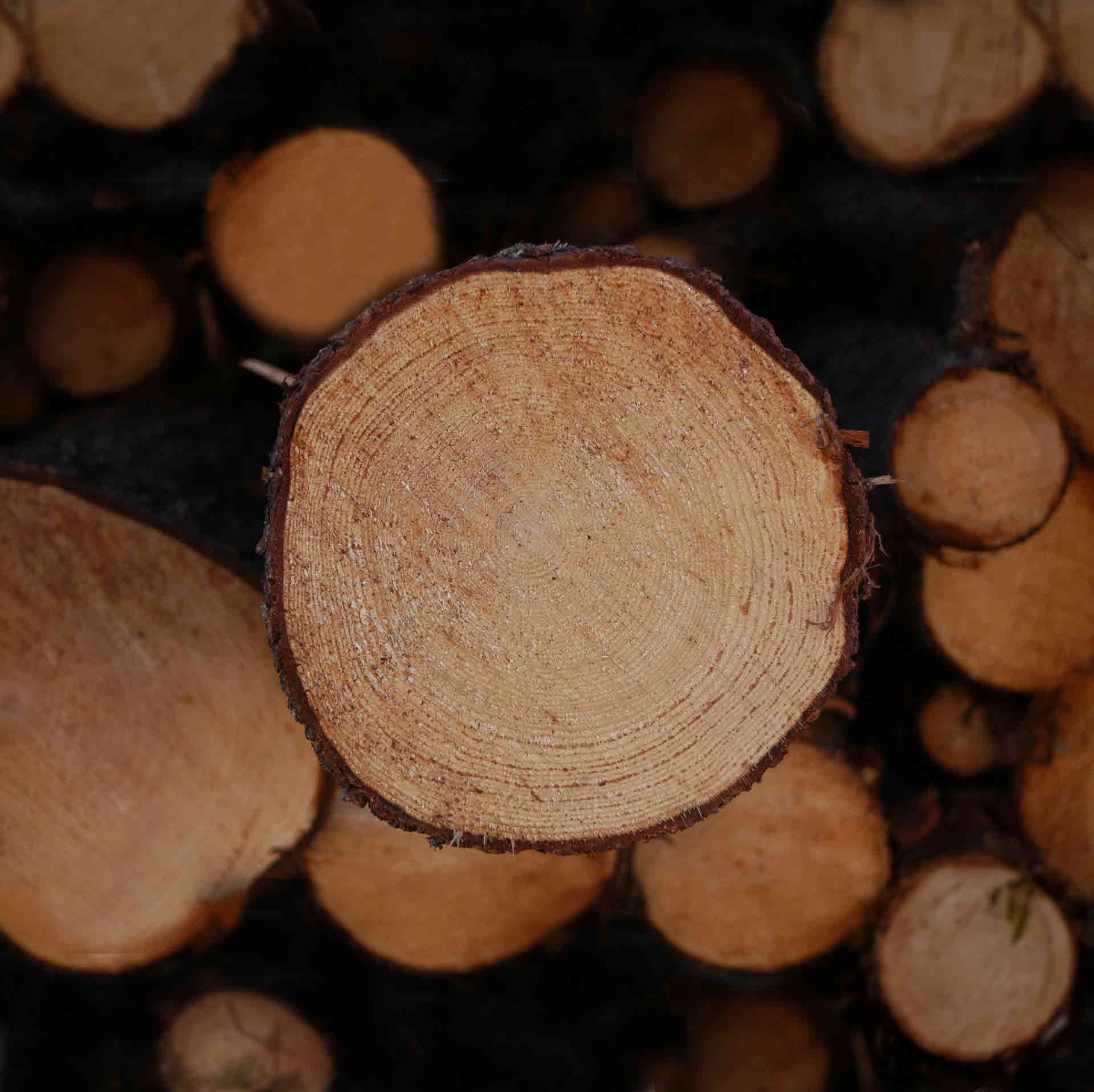 Closeup of a log.