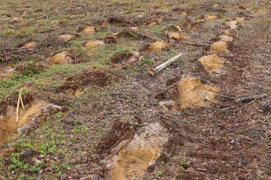 bild på markberedning