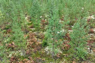 Ett planterat bestånd efter röjning