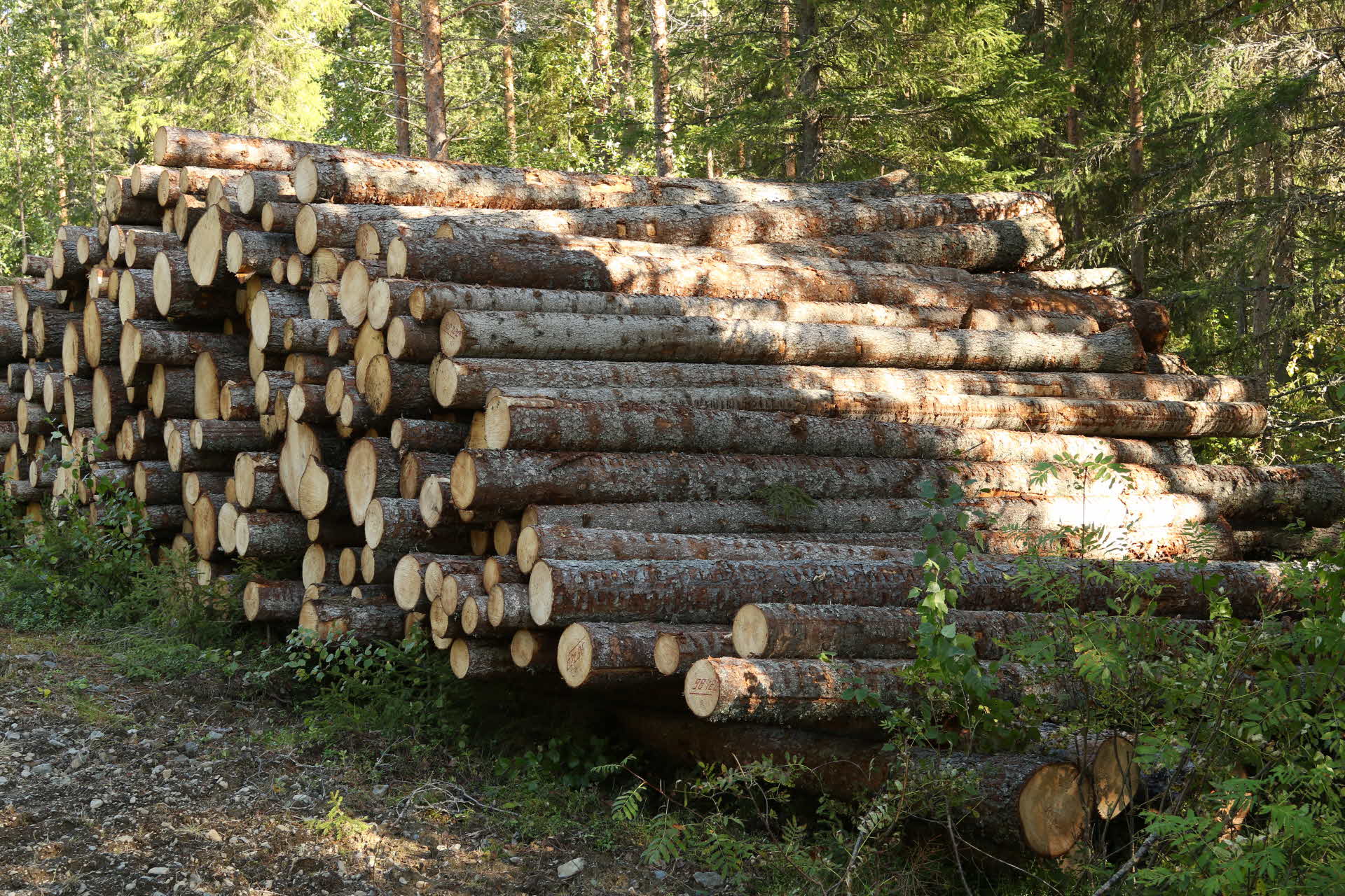 Virkesköpare och skogsägare i skogen