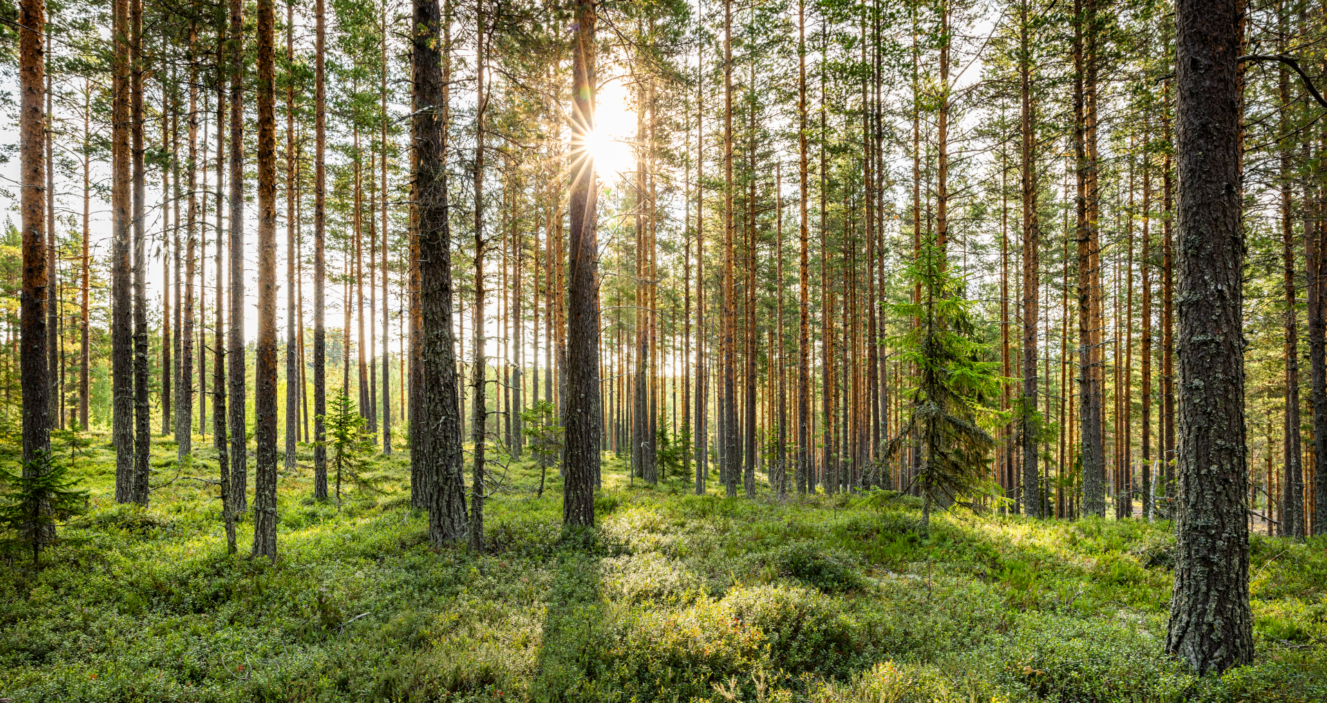 Solen lyser på tallskog