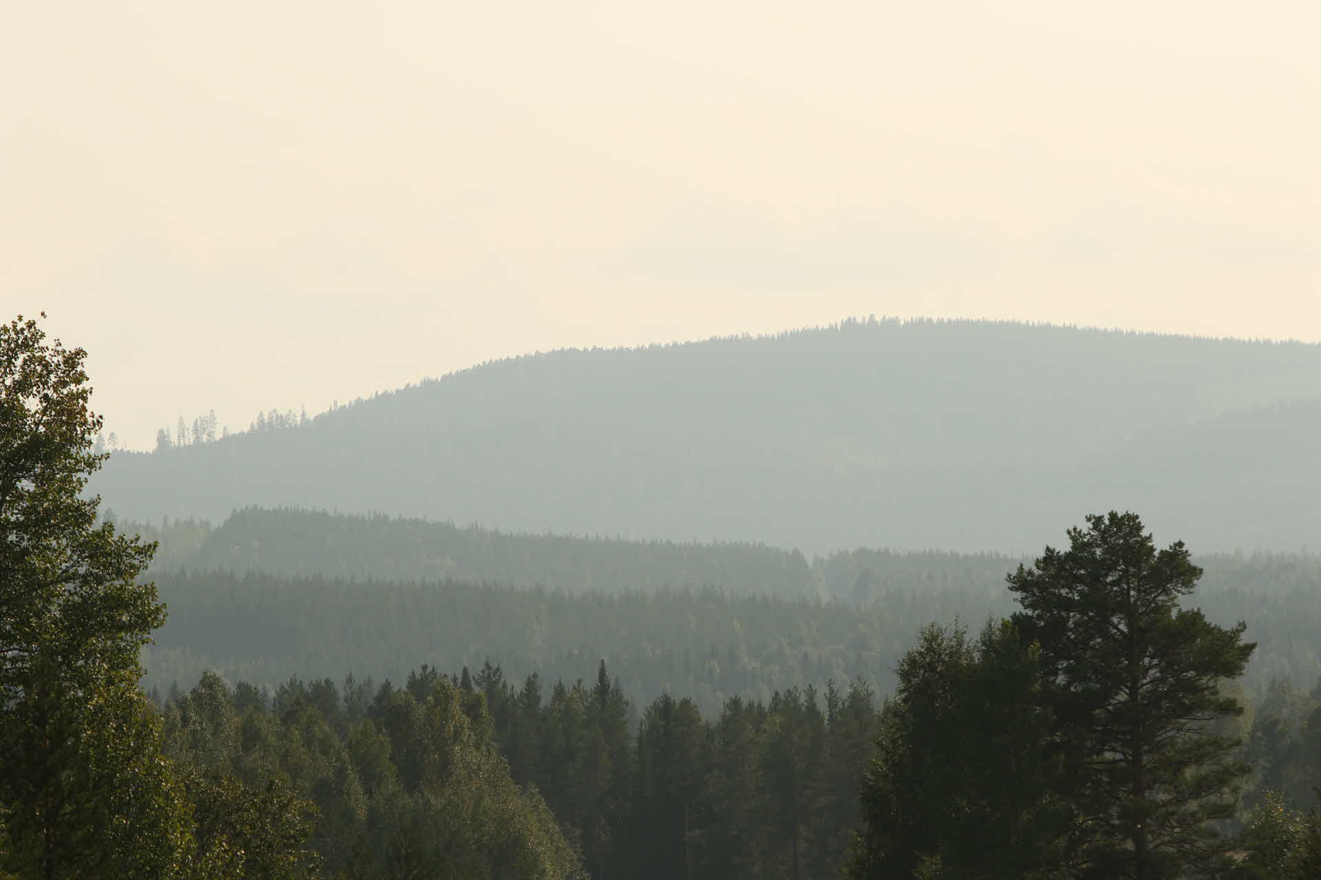 Utsikt över en skog i dimma.