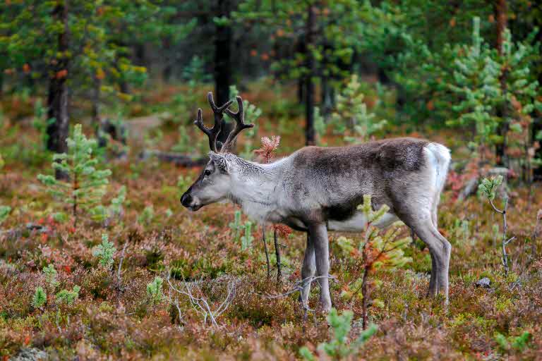 rein deer