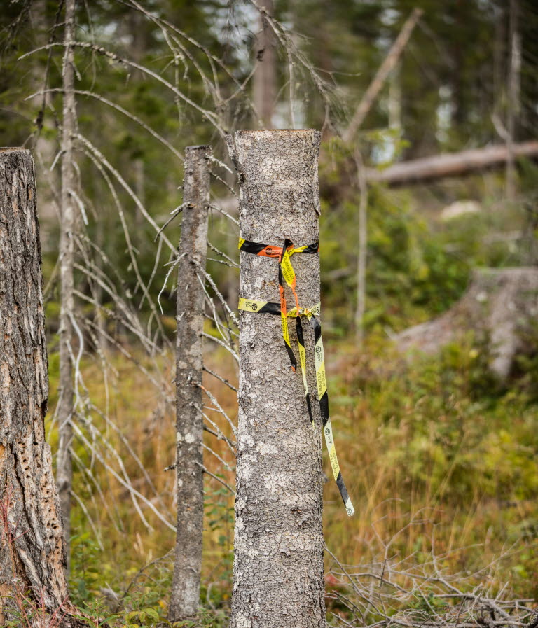 Conservation stump