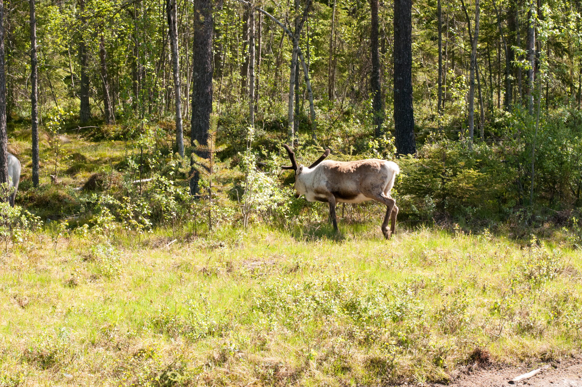 Ren äter på träd i skogen