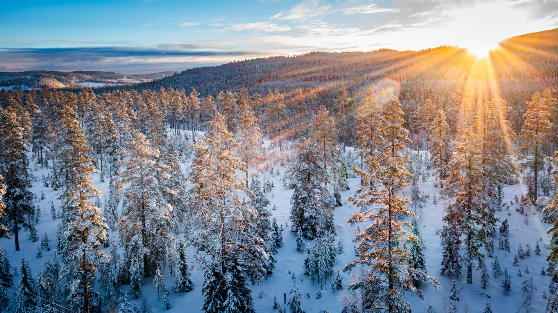 En man med keps och orange väst vandrar i en tallskog.