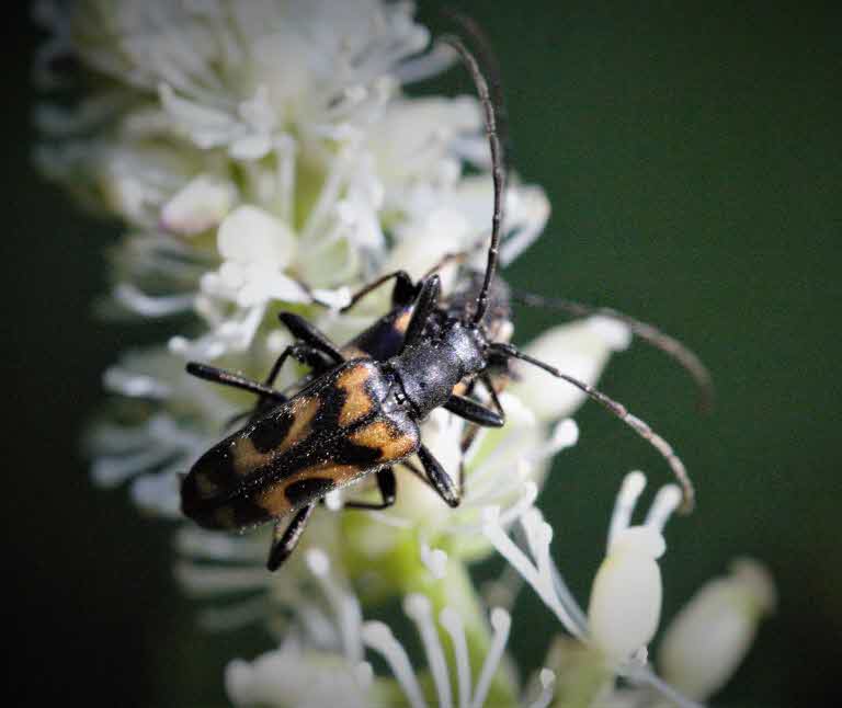 Mindre frågeteckenbock