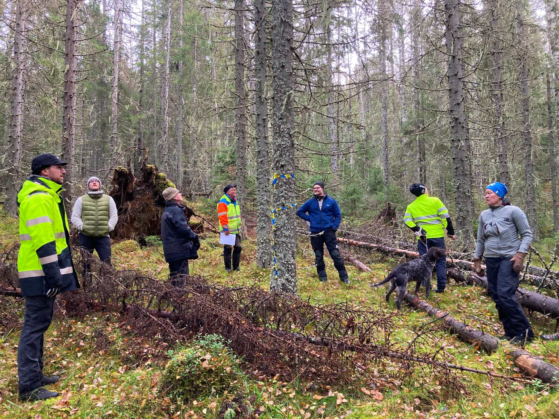 Sörgraninge mångfaldspark.