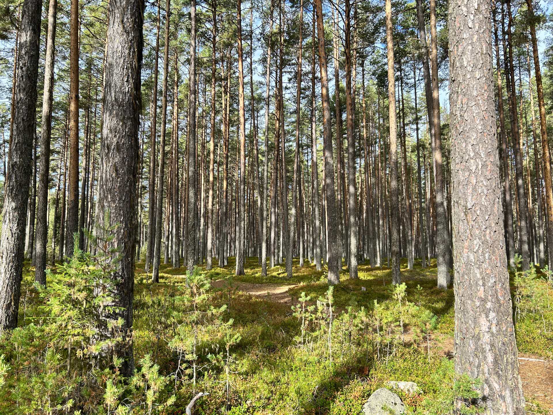 Överhållen tallskärm
