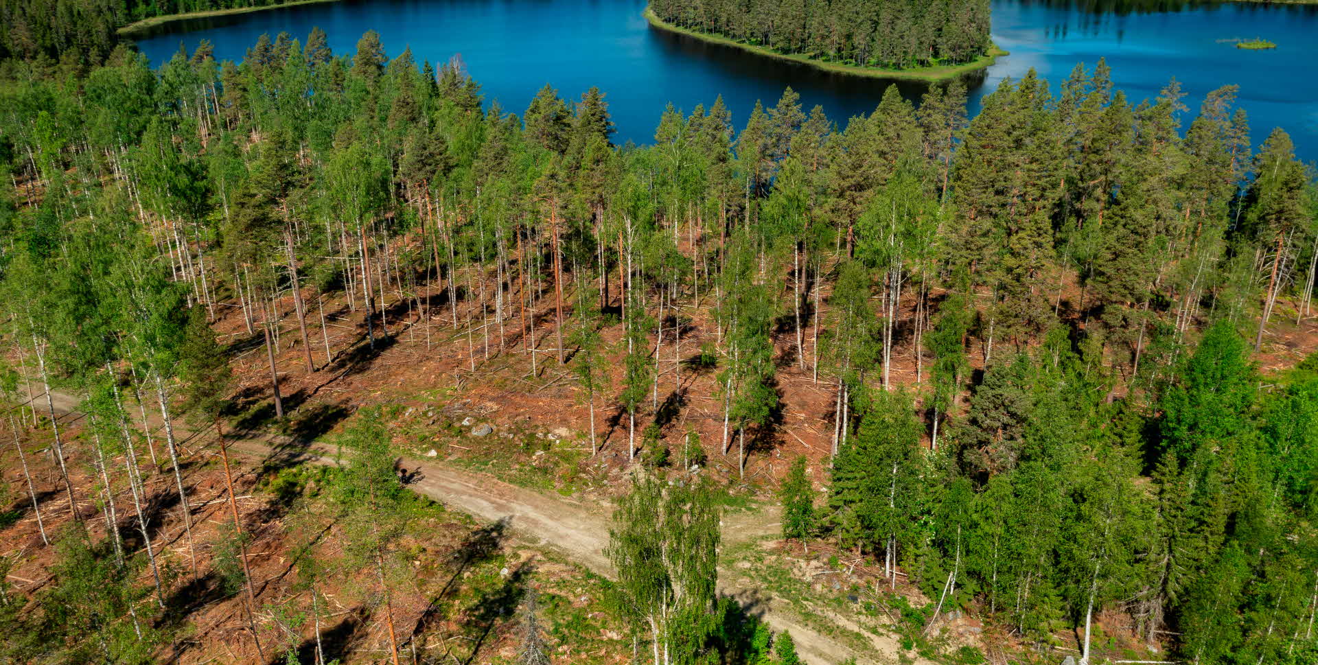 Naturvårdsavverkning i fäbodskog