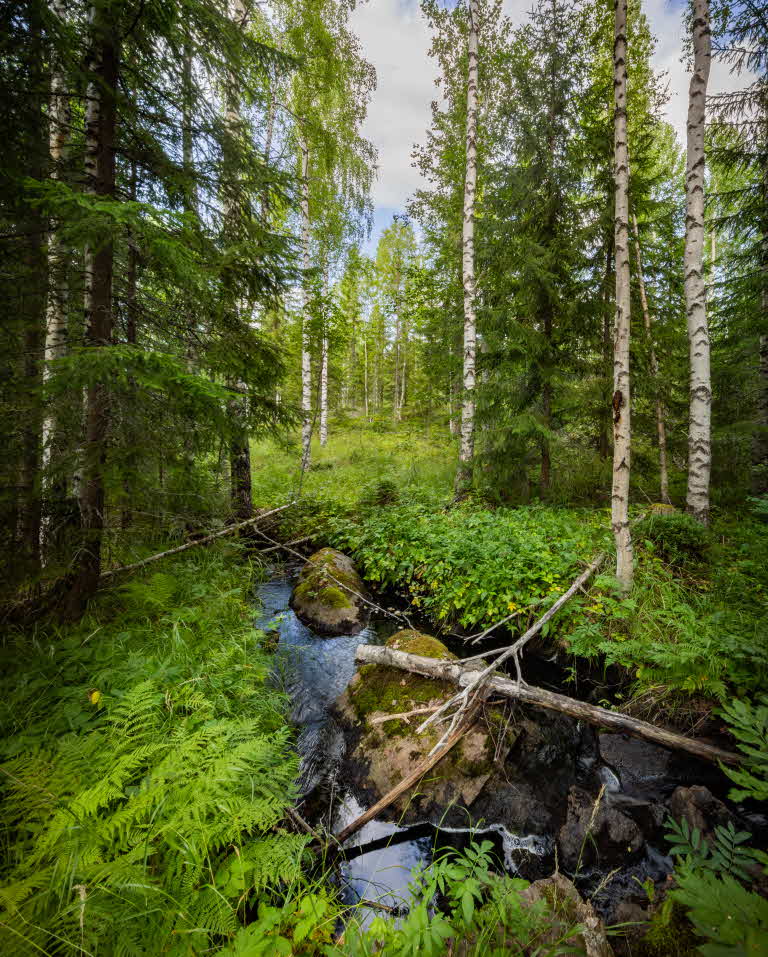 a small stream in the forest