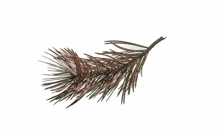 Pine