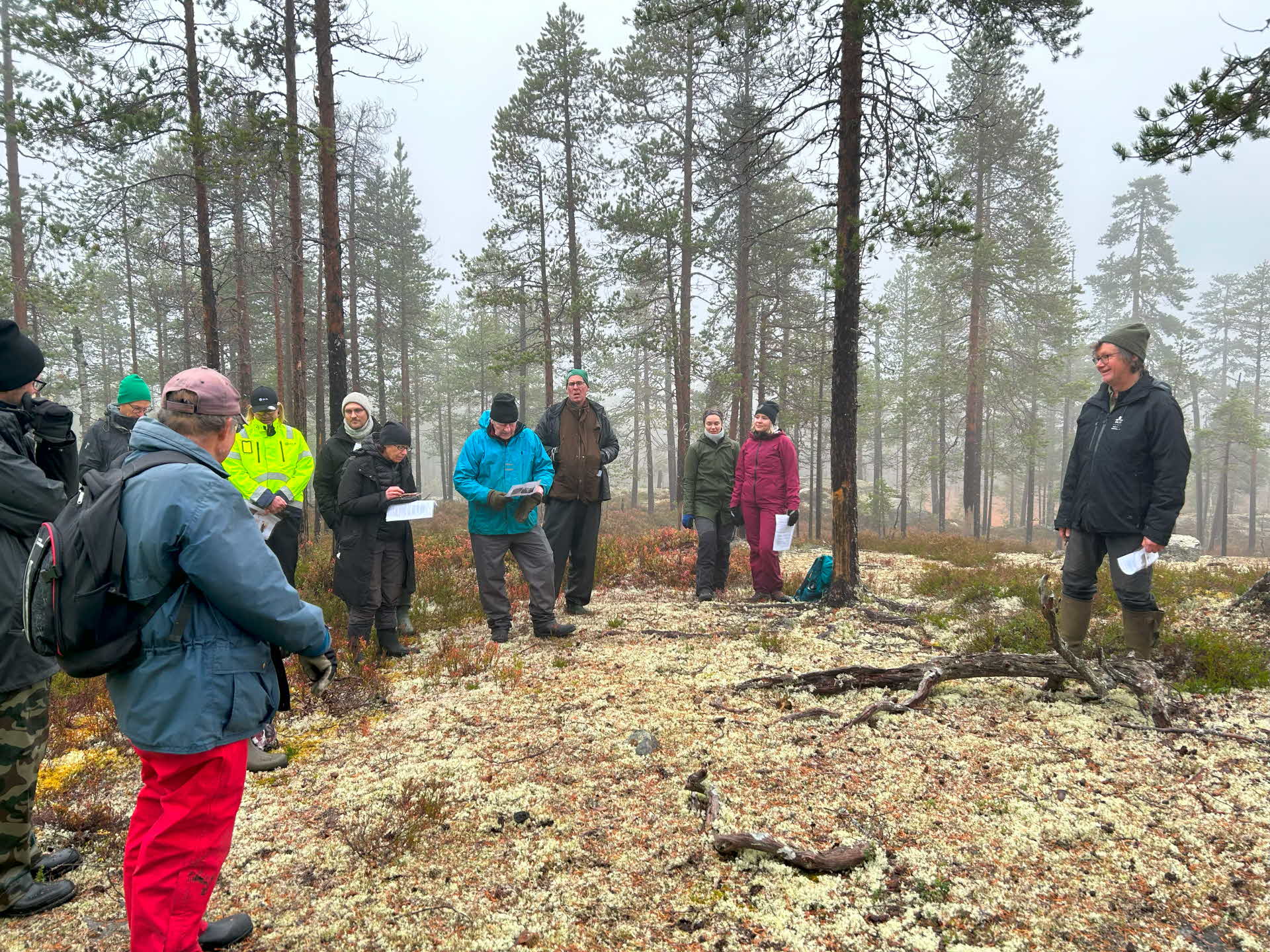 Forskning om katade tallar