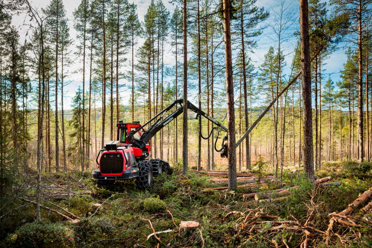 Skogsmaskin som avverkar tallar i skogen.