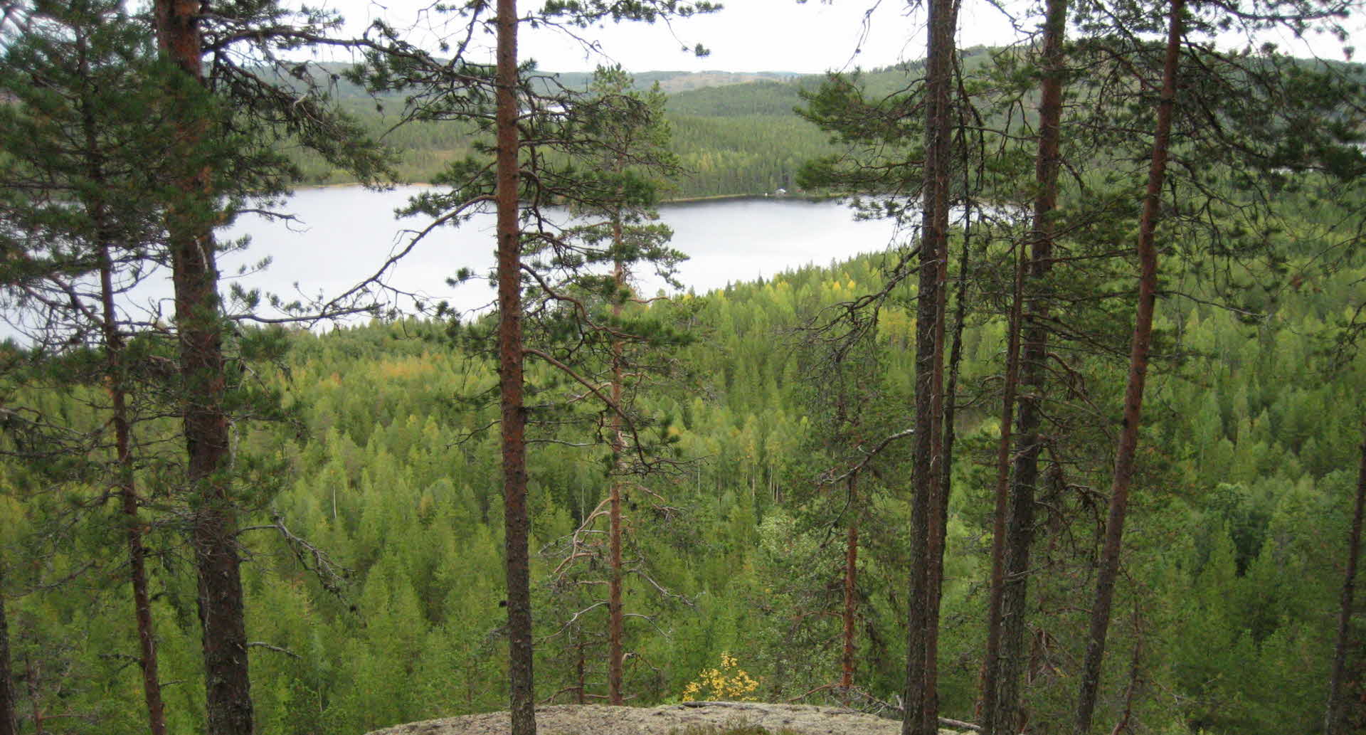 Forest view från Tjäderberget