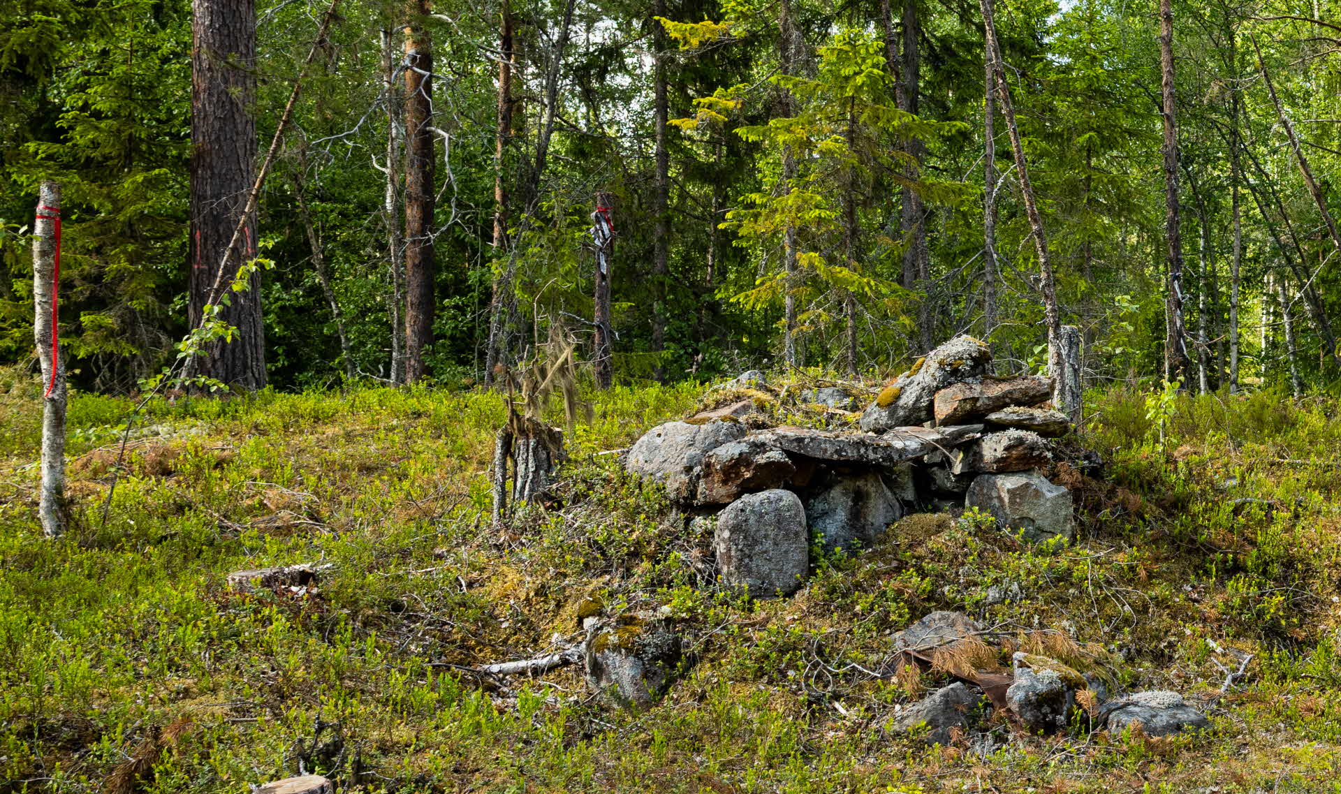 house remains in the forest