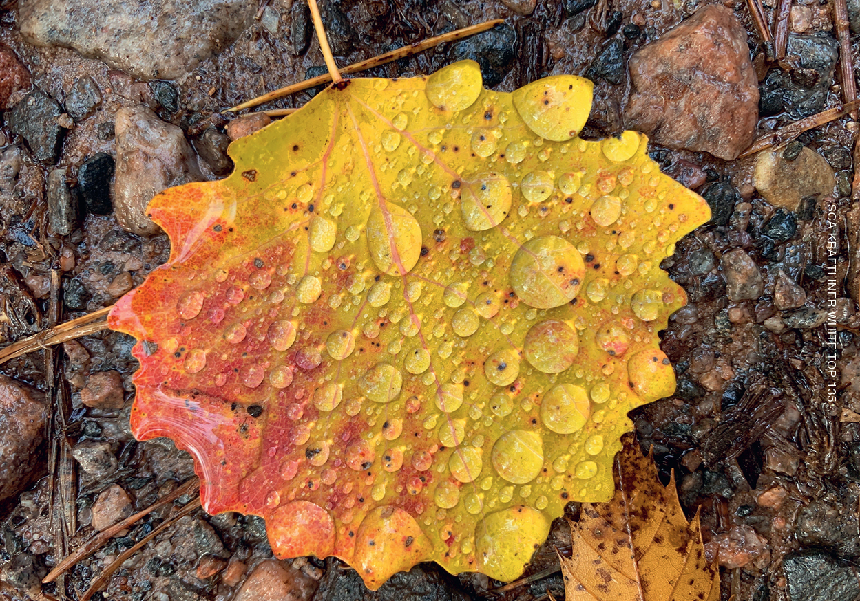 White letters on brown background