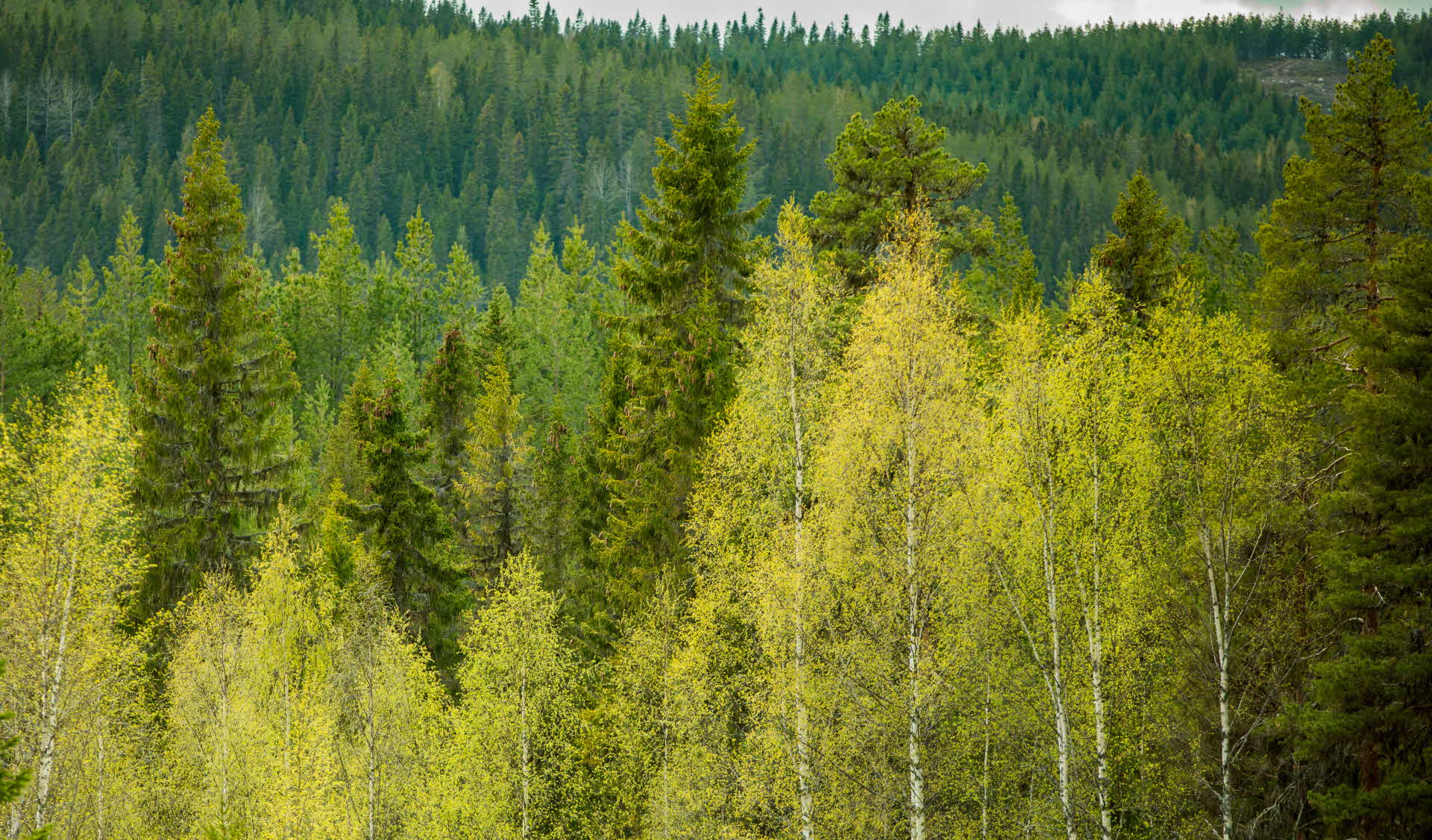 En skog av gröna granar och grönskande björkar.