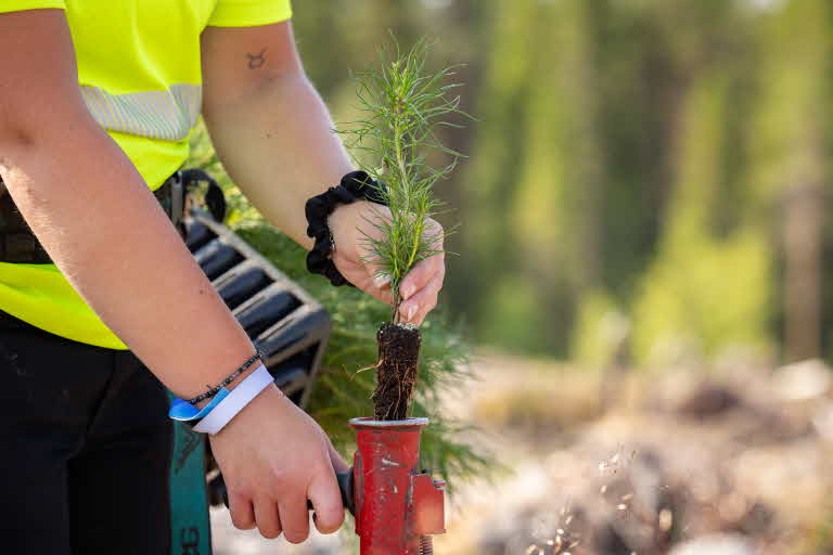 Plantering av skogsplantor