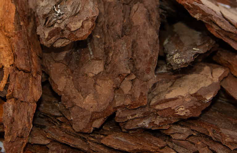 Bark