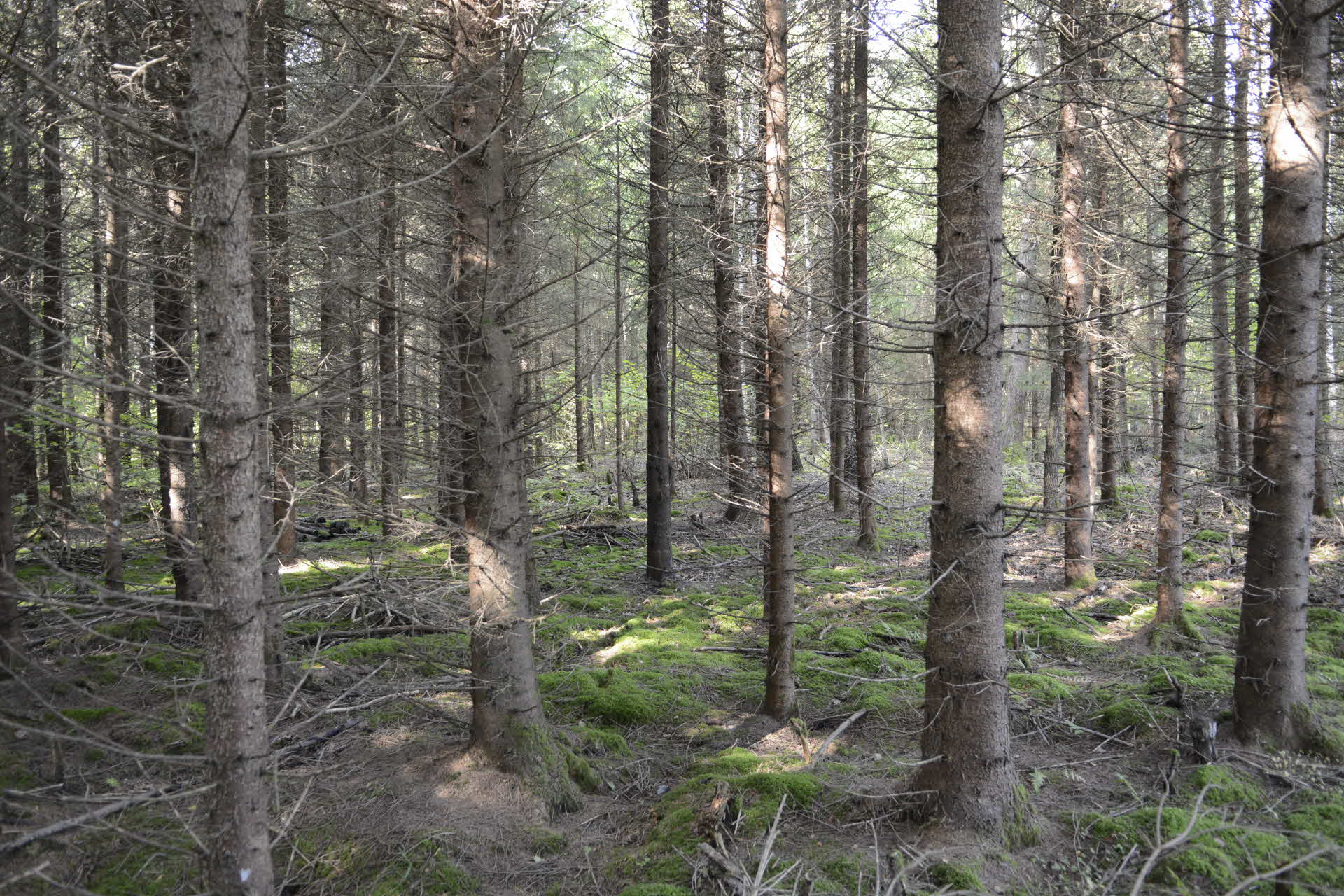 Forest in the Baltics