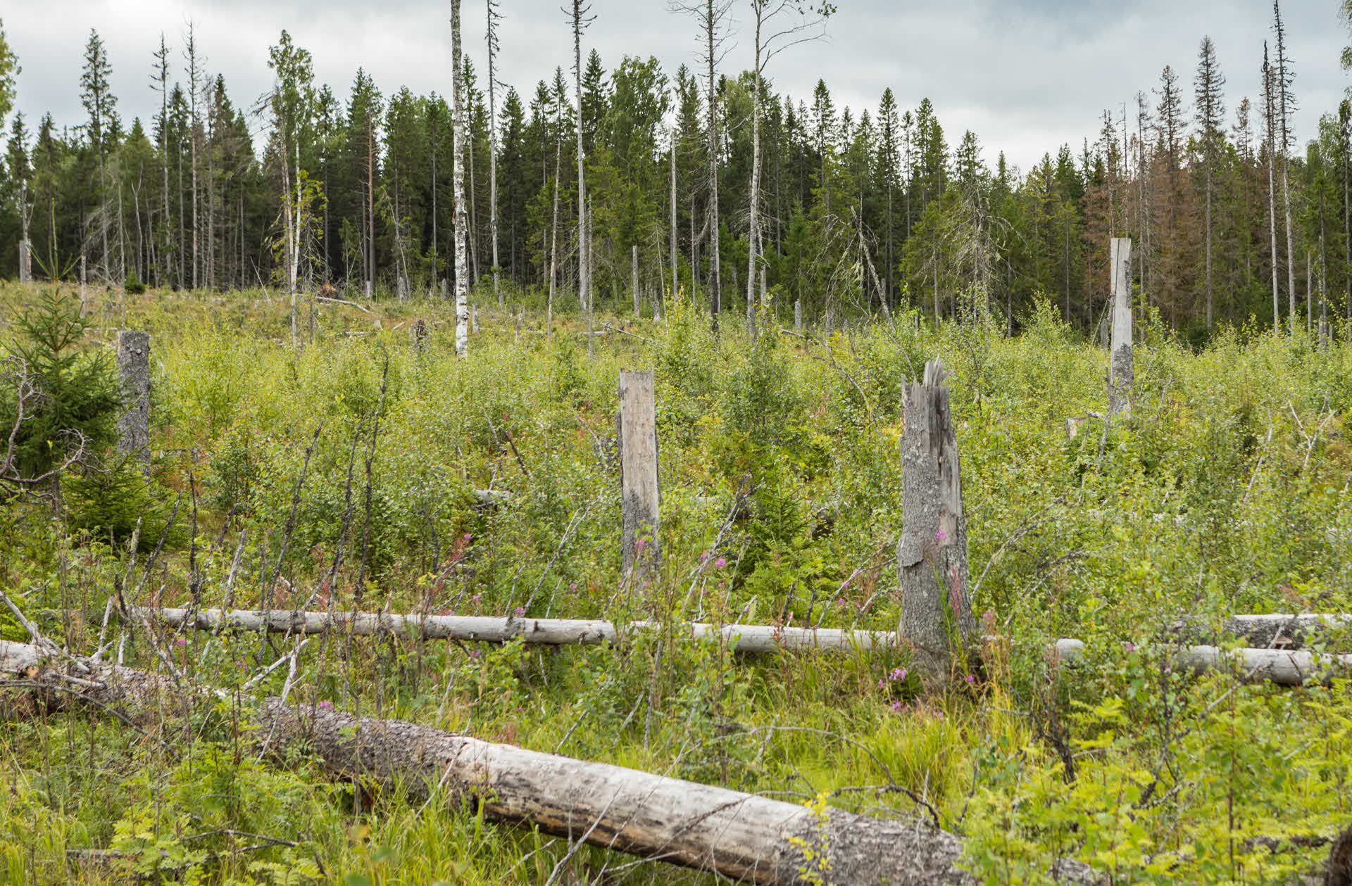 Död ved på ett avverkat område mi form av högstubbar och liggande trädstammar