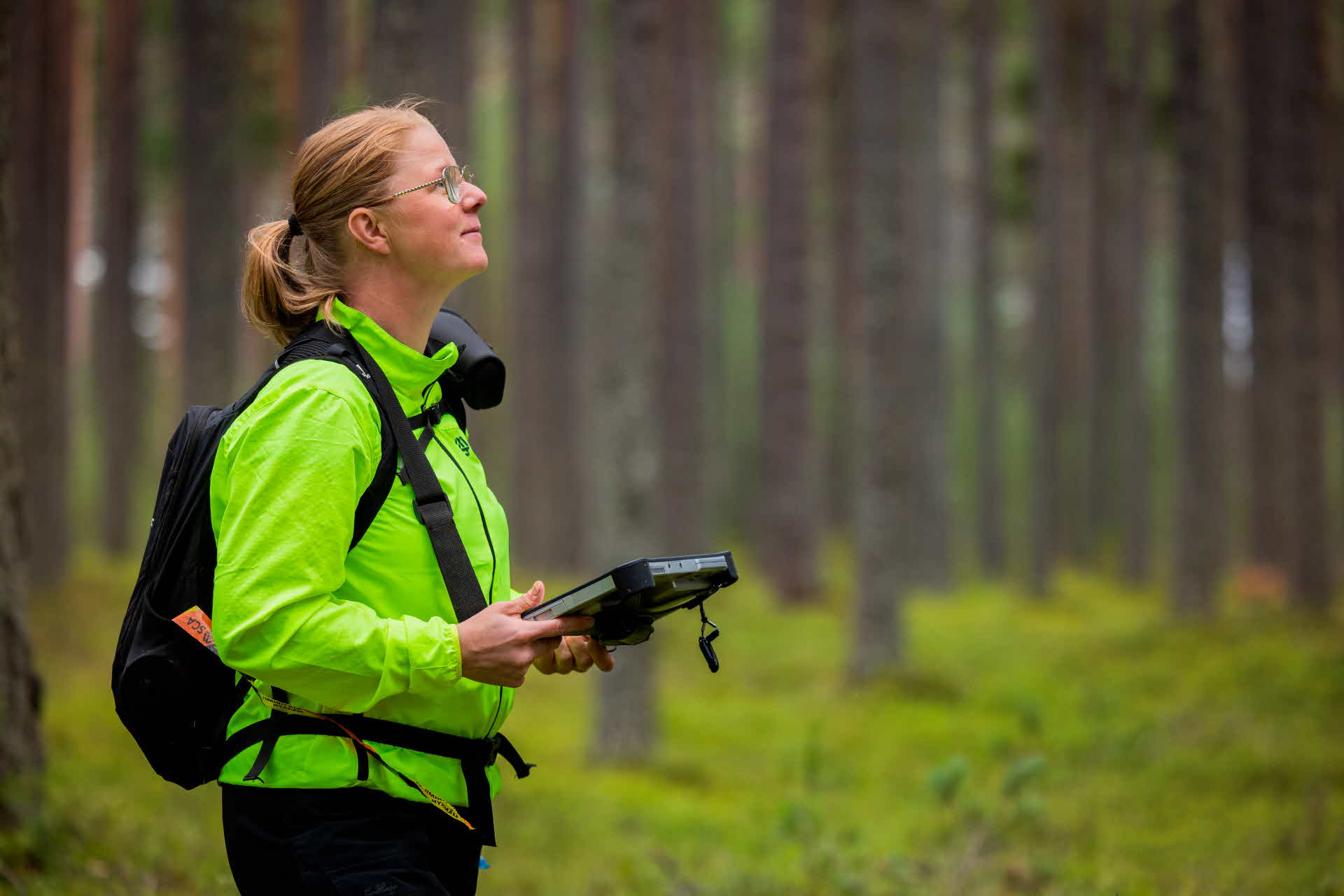 En medarbetare knyter ett snitselband runt ett träd.