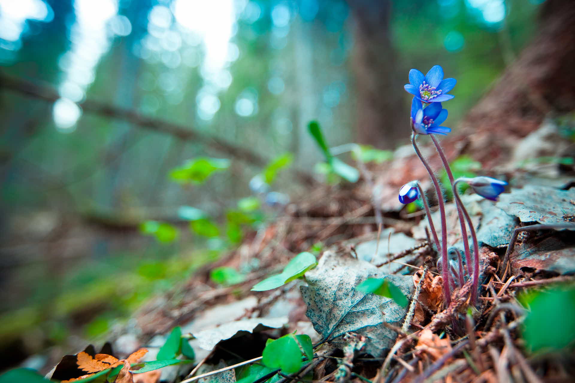 Blå blomma i skog