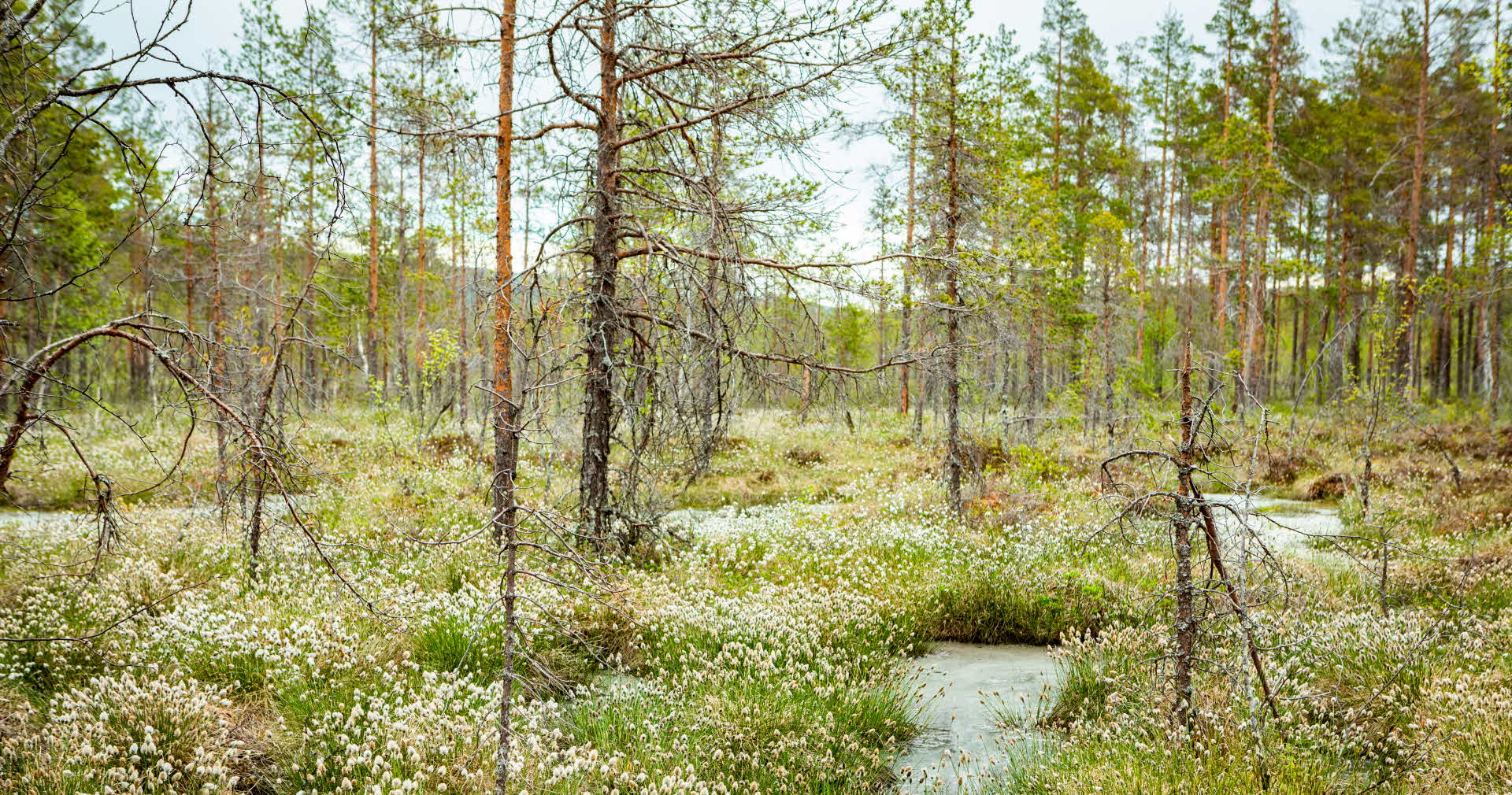 bjursjömyren wetland