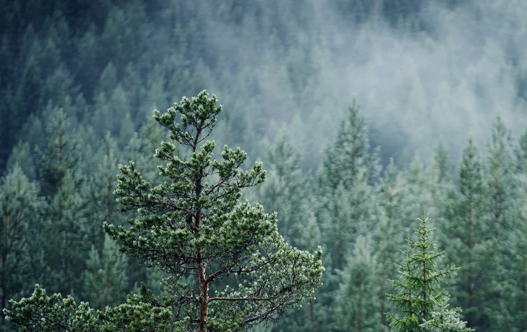 A pine tree in closeup.