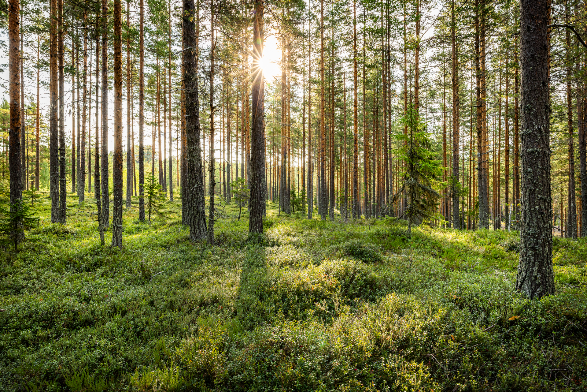 a beautiful forest in sunlight
