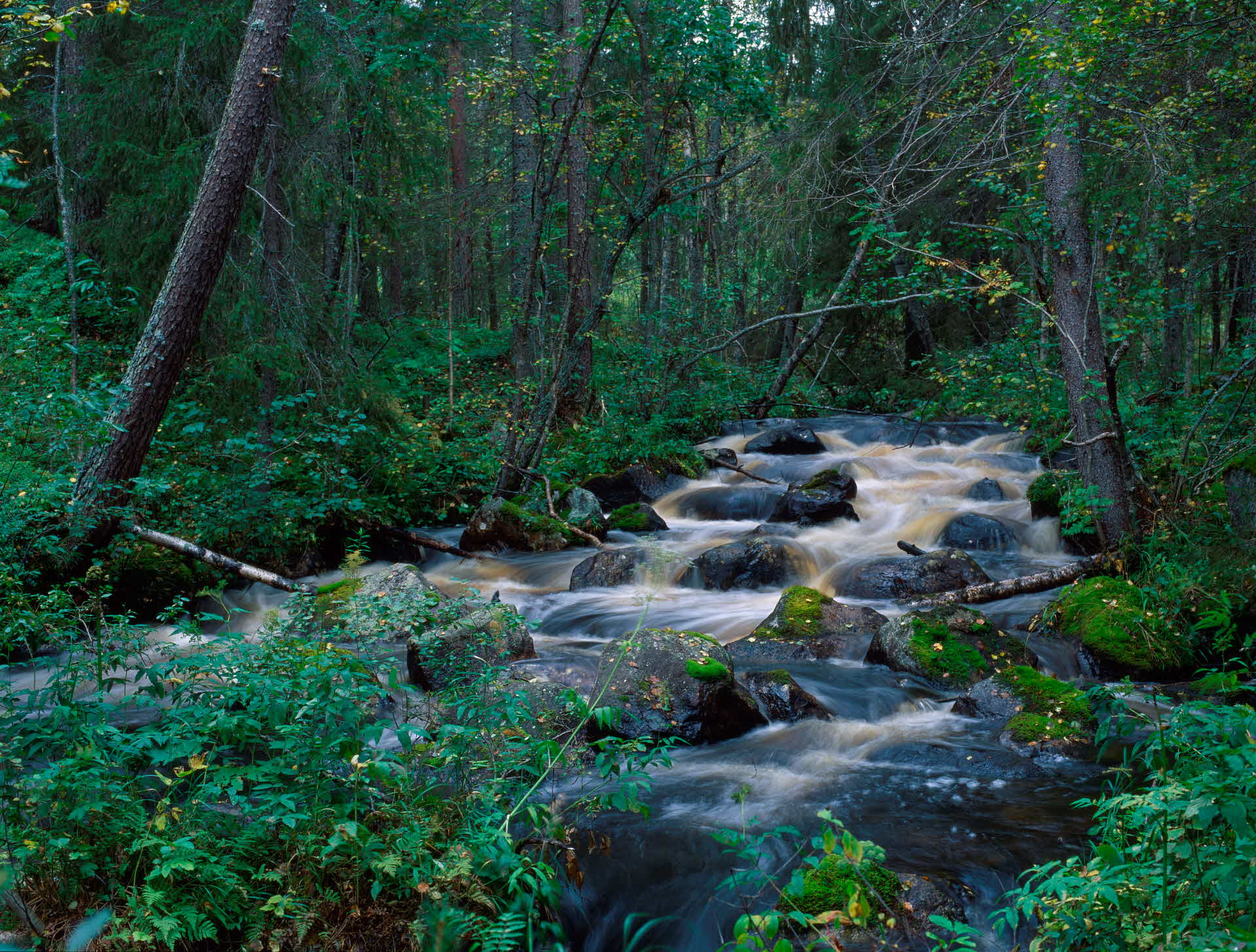 A  watercourse in the forest.